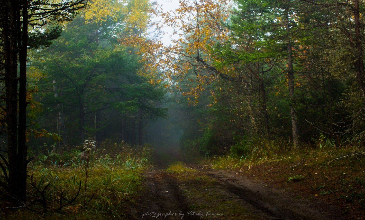 , Виталий Курин