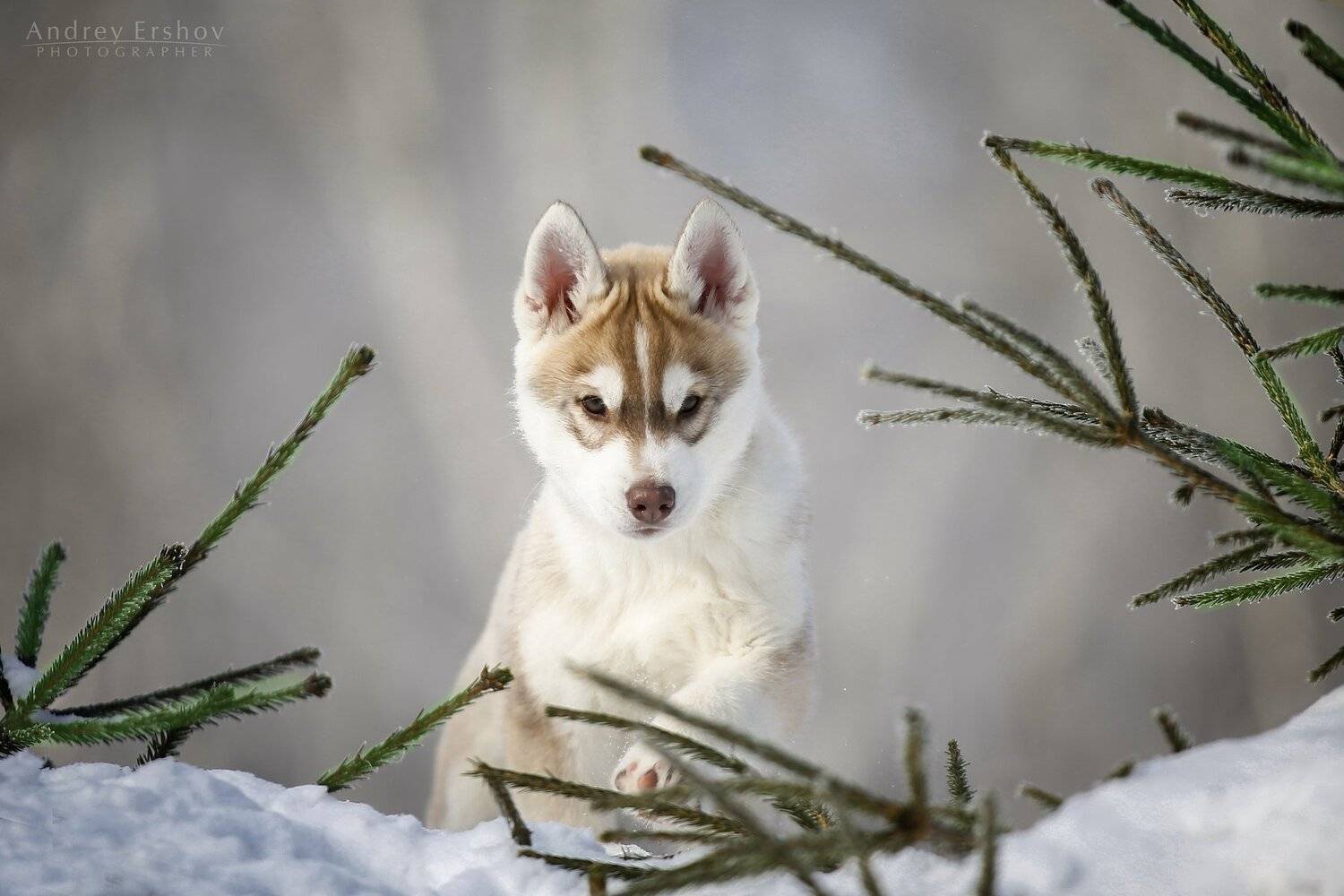 , Андрей Ершов