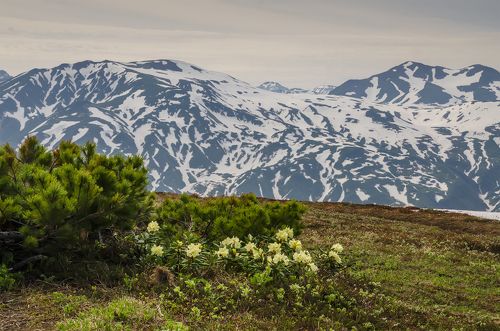 Камчатка Цветущие родондроны
