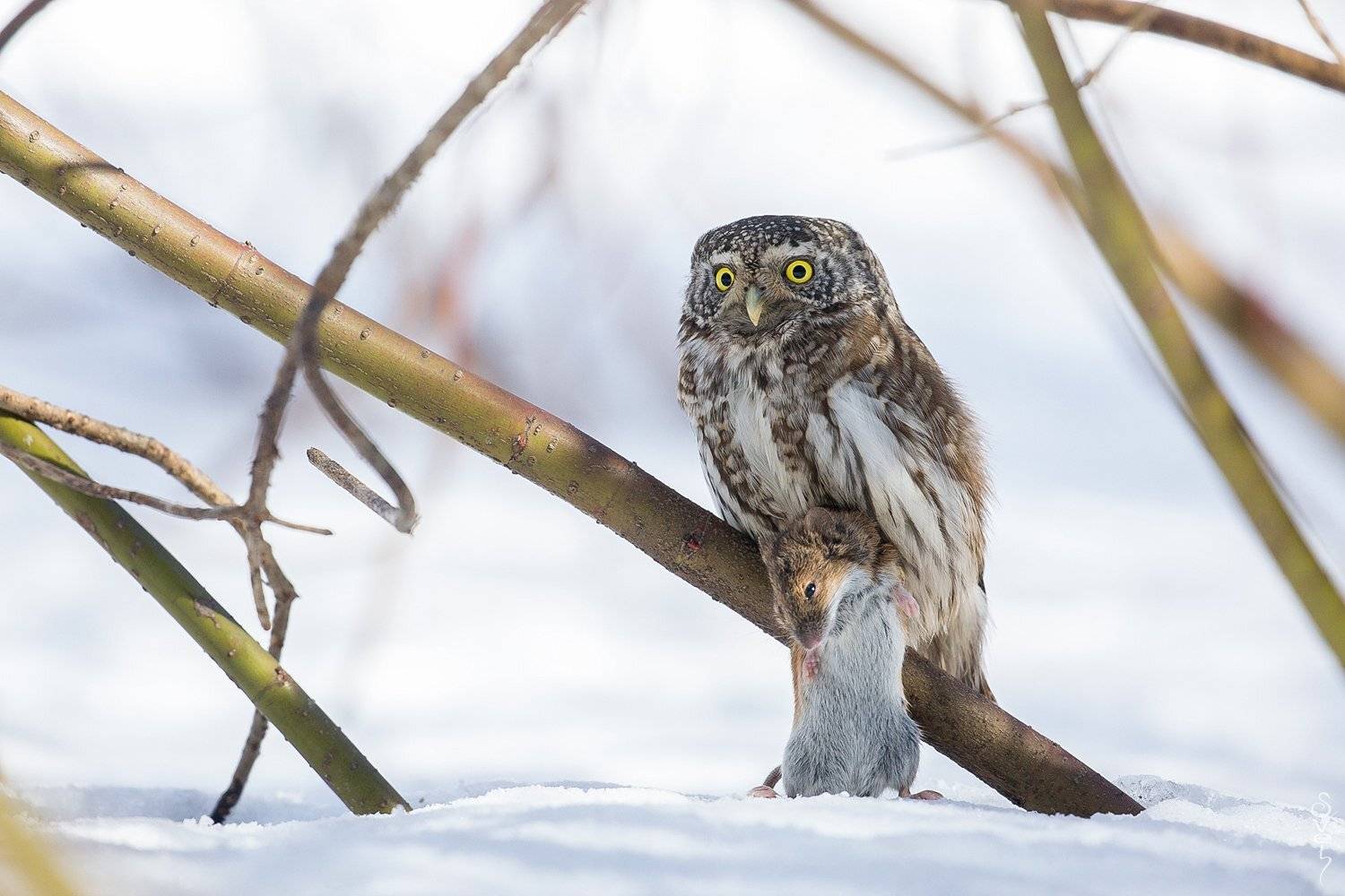 воробьиный сыч, сова, полевая мышь, Байбекова Светлана