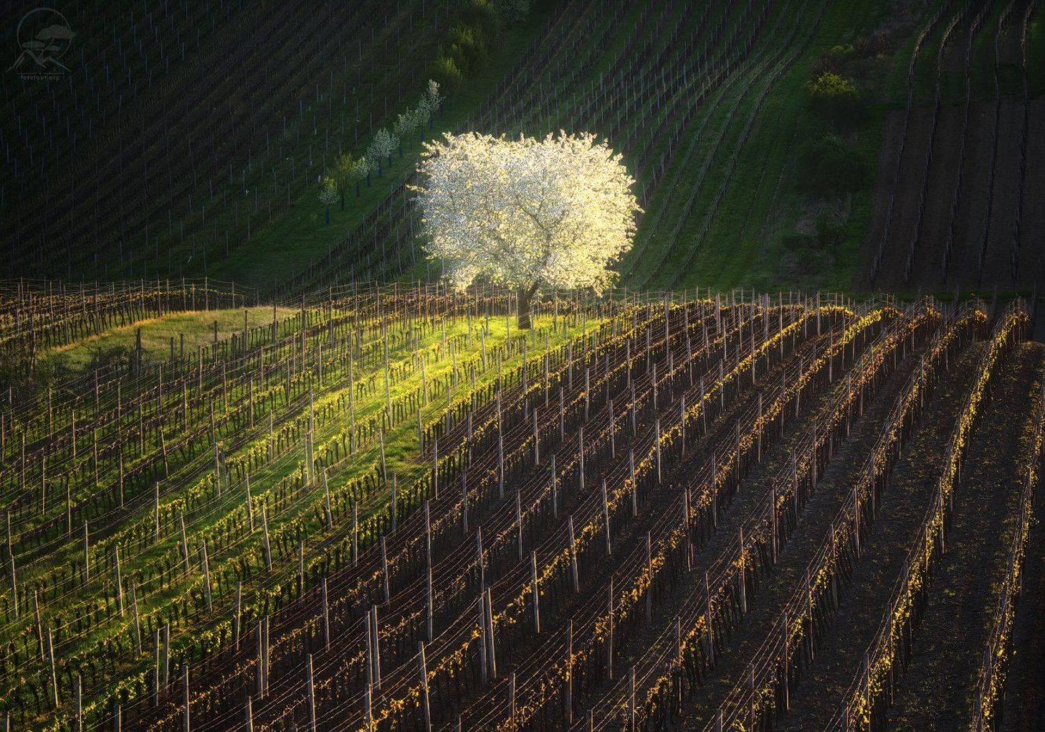 , Анатолий Гордиенко