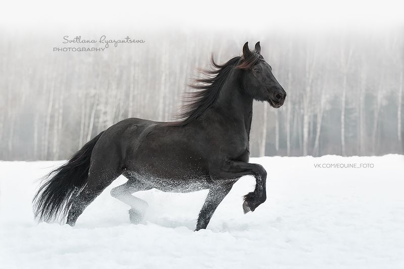horse, лошадь, лошади, portrait winter фото превью