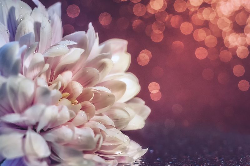 макро, макрофотография, макросъемка, боке, цветок  фото превью