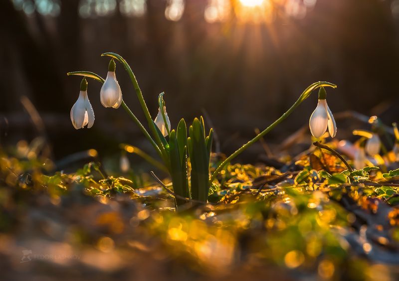 Просыпается весна фото превью