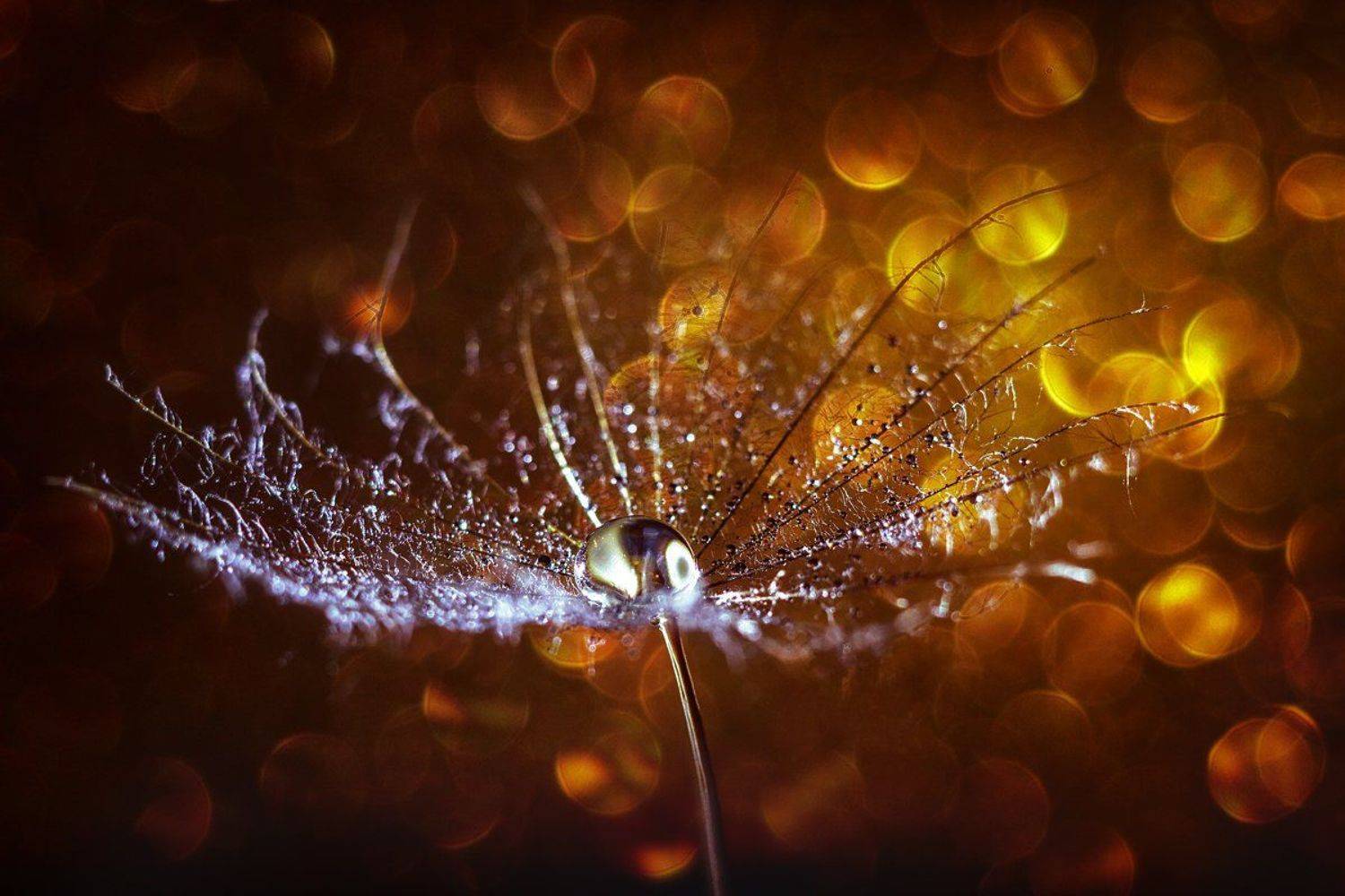 moment, момент, beautiful, красивый,  macro, макро,  manual lens, мануальная оптика, юпитер-37а, bokeh, боке, magical, волшебное, gold, золотое, sunny, солнечное, parachute, парашютик, salsify, козлобородник,  droplet, капля, warm, теплый, light, свет,, Наталья Терентьева