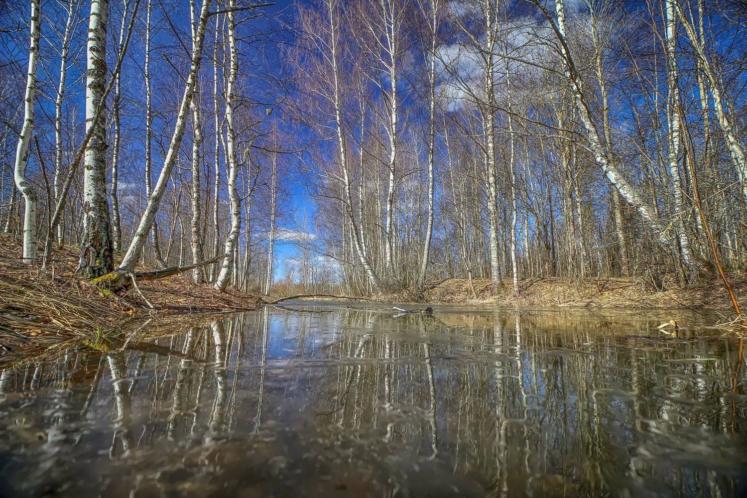 пейзаж, весна, береза, березы, отражение, Татьяна Феденкова