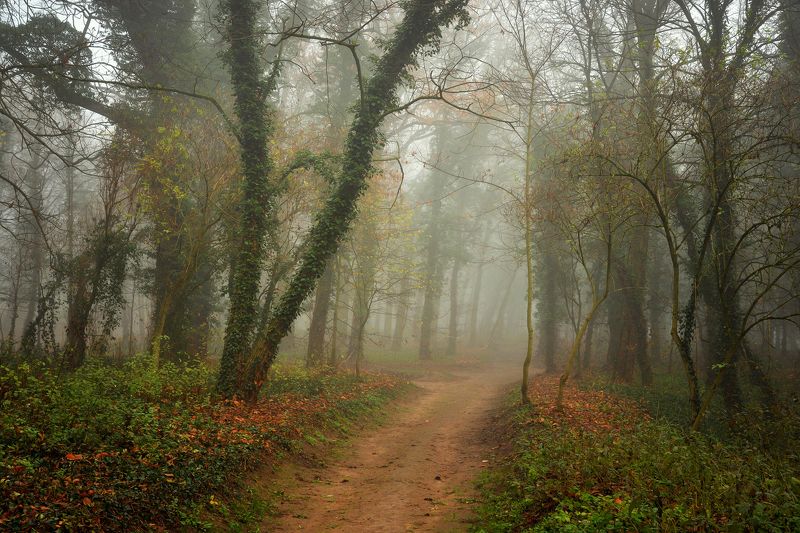 волшебный сад magical garden trees mist foggy road path dranikowski magic autumn fall green волшебный сад фото превью