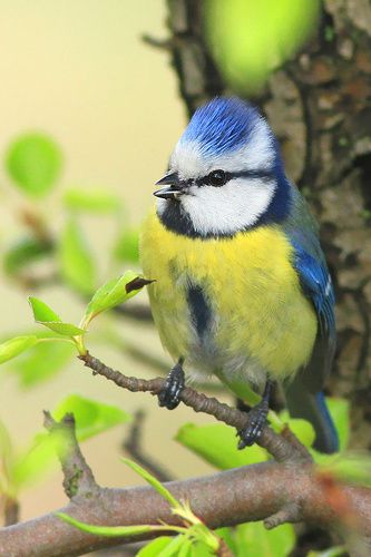 Blue tit