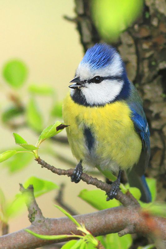 bird,morning,wildlife,nature,color,beautiful,scene,scenery,spring,wild,beauty,birds,light Blue tit фото превью