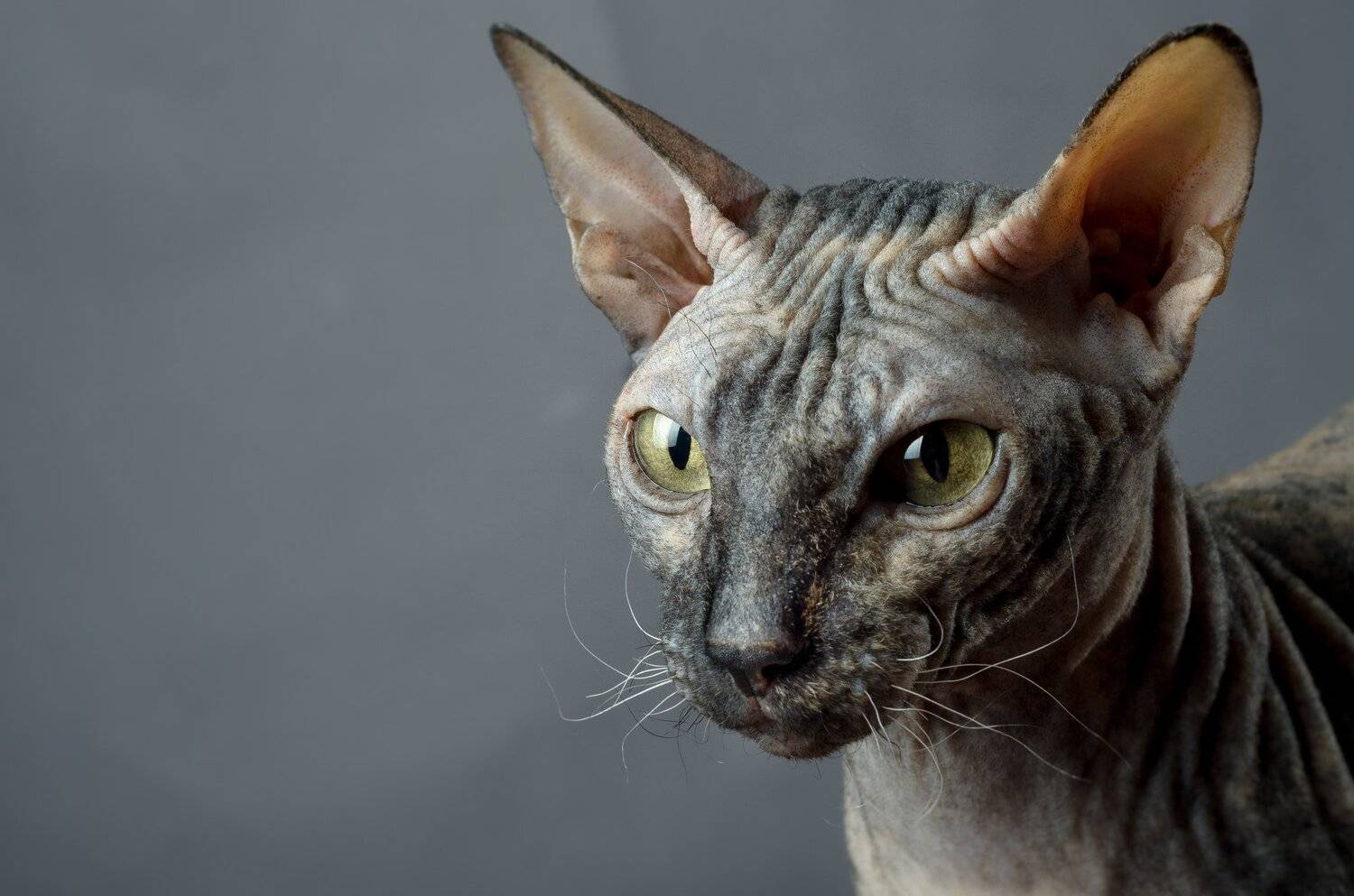 , Вячеслав Владимирович