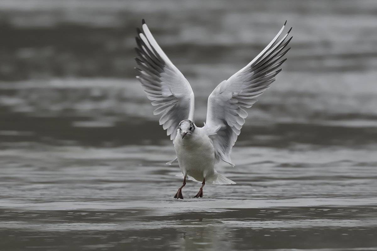 птицы birds slovakia, Jaroslav Mego