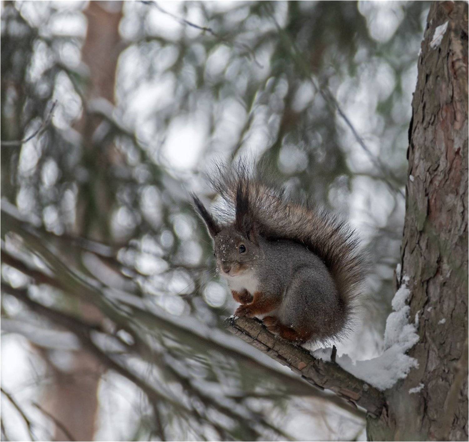 лес, белка, Куликова Ирина