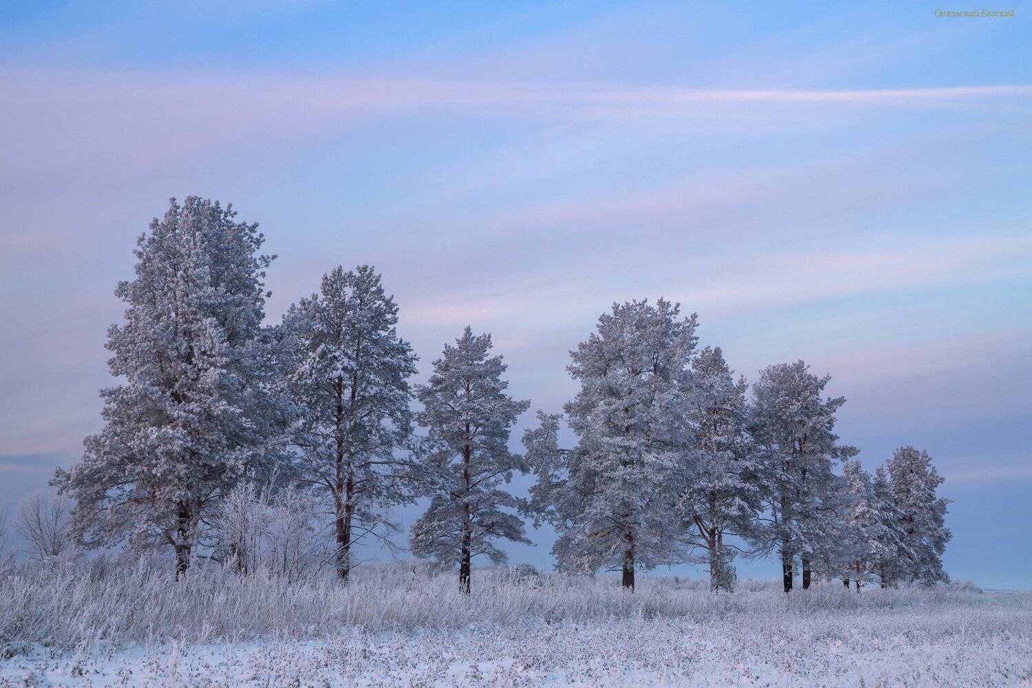 зима, снег, лес, сосны, мороз, вечер, закат, Смольский Евгений