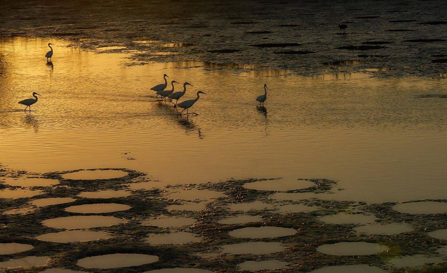 вечерние занятия по строевой подготовке, Boris Bekelman