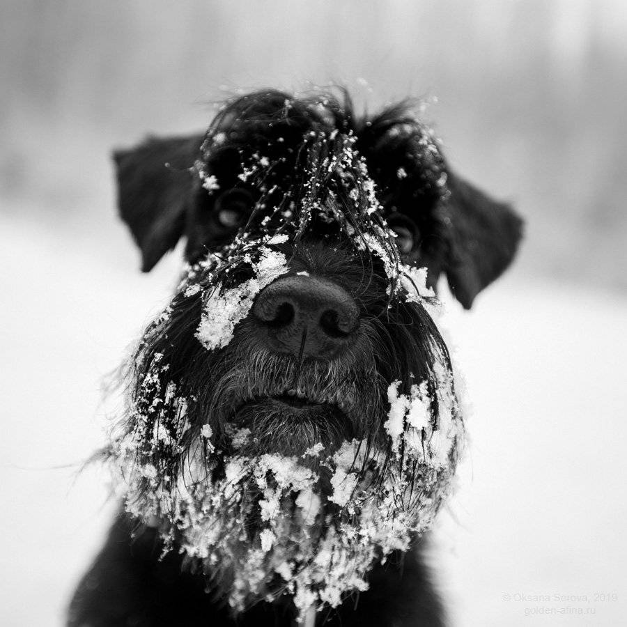 , Оксана Серова