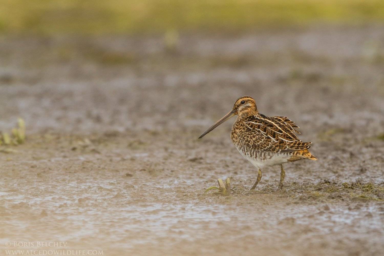 , Борис Белчев