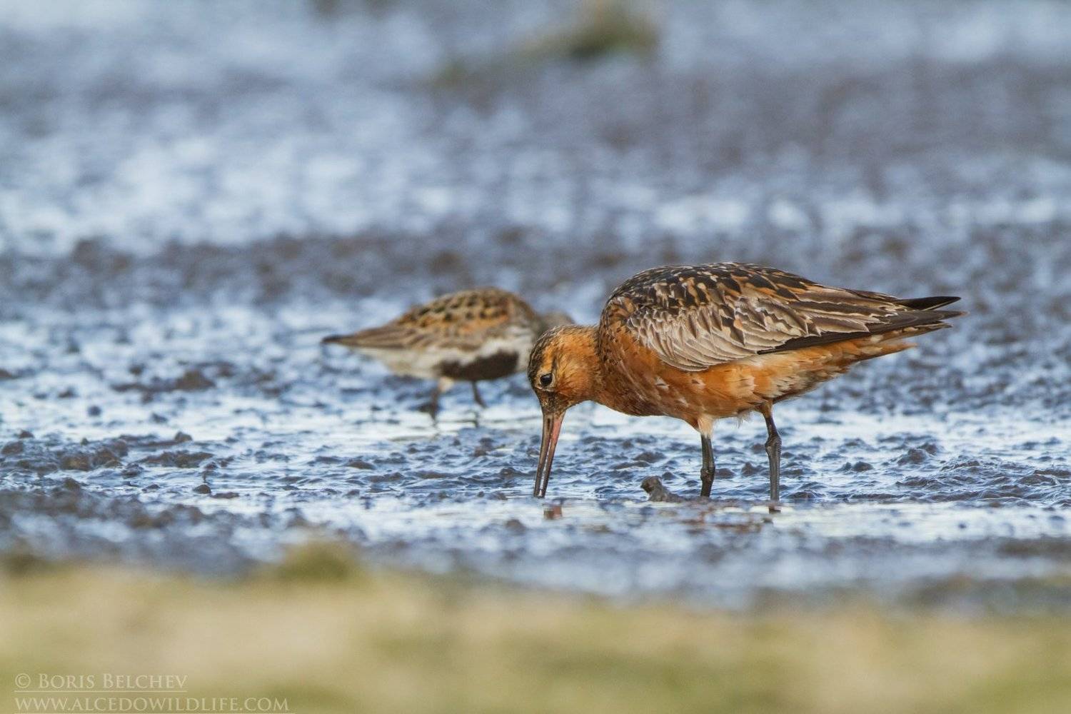 , Борис Белчев