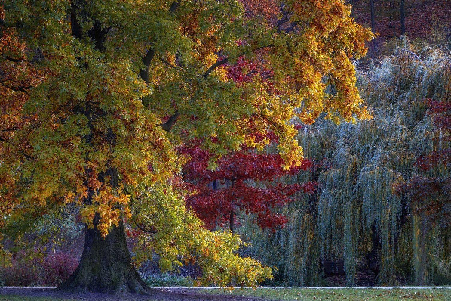 природа лес деревья осень листва утро туман путешествия пейзаж  чехия парк, Андрей Ожерельев