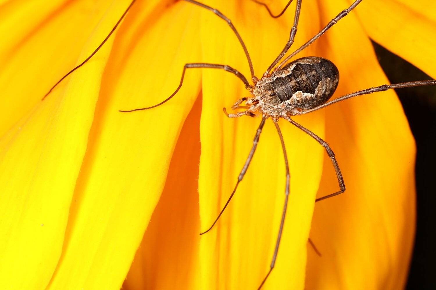 паукообразное сенокосец Opilio, Александр Зорин