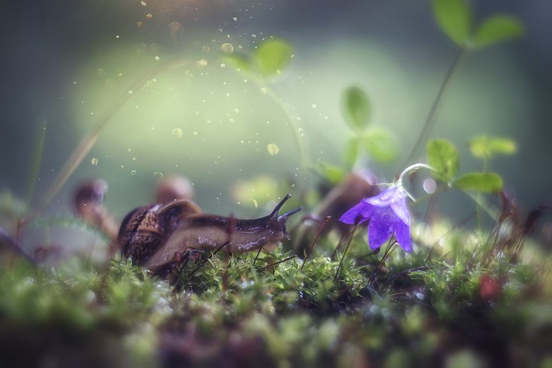 макро, макрофотография, лето, лес, капли, улитка  фото превью