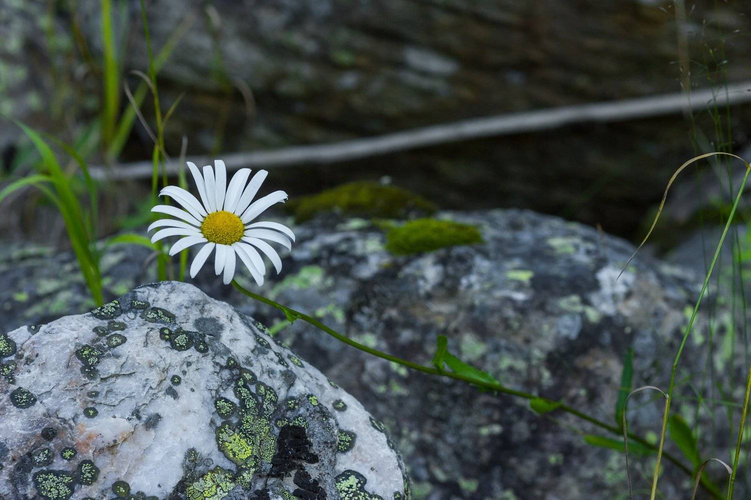 Природа, лес, растения, цветы, поповник, камни, лишайник на камне, Александр Кожухов