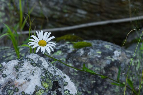 Среди камней