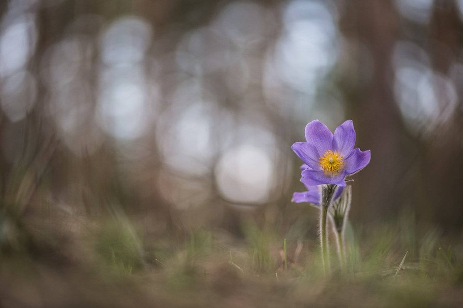 сон трава, свет, цвет, весна, апрель, маклок, воронеж, геннадий мещеряков, Геннадий Мещеряков