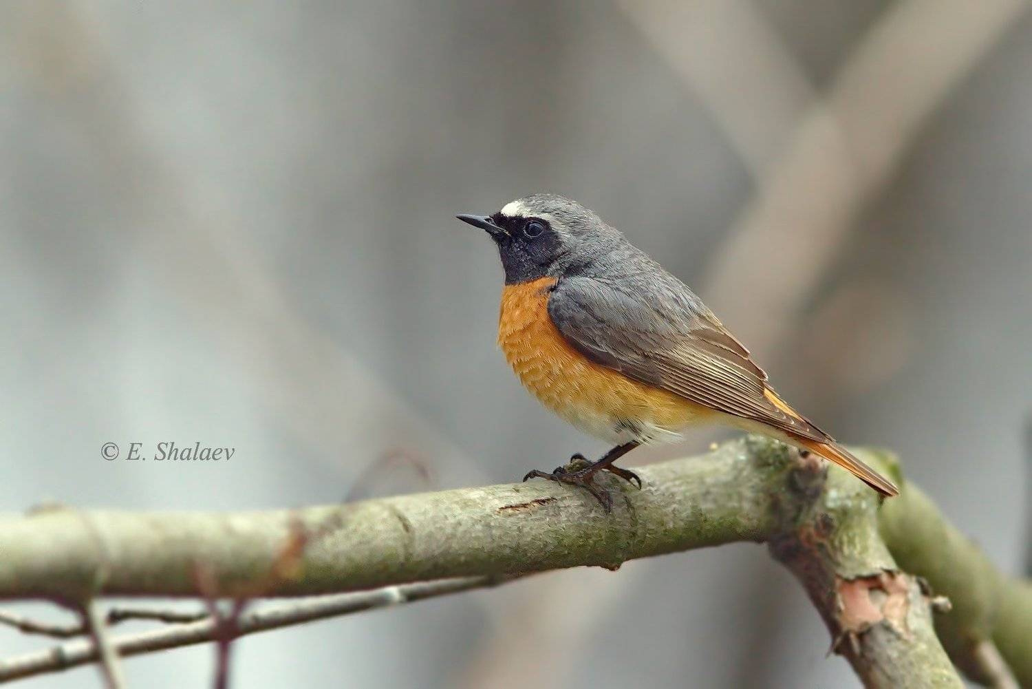 обыкновенная горихвостка, phoenicurus phoenicurus,birds,птица,птицы,фотоохота, Евгений