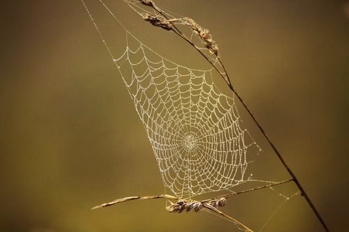 Сети смерти..