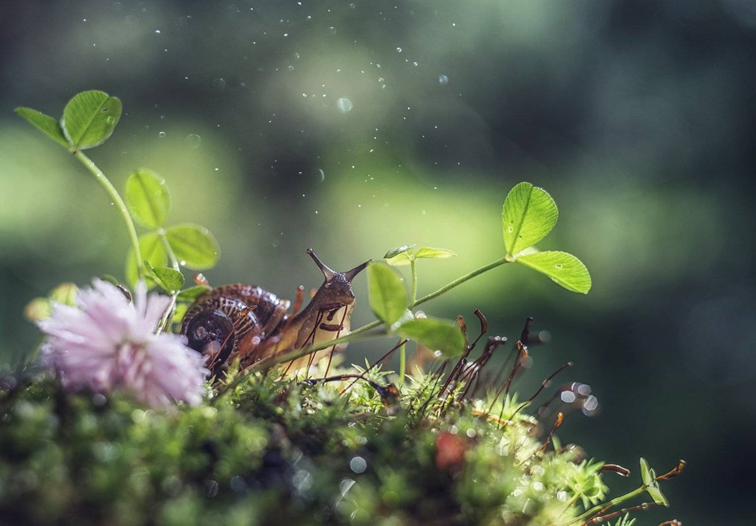 макро, макрофотография, лето, лес, капли, улитка, Ксения Орлова