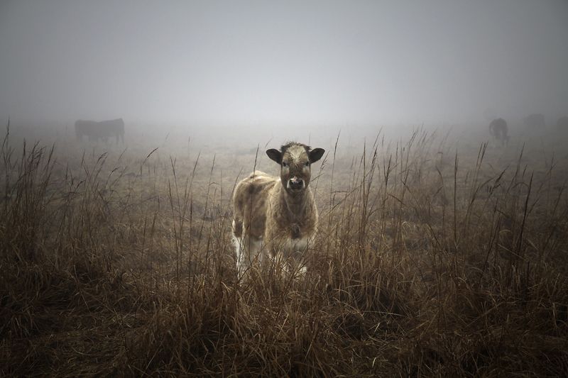 ... фото превью