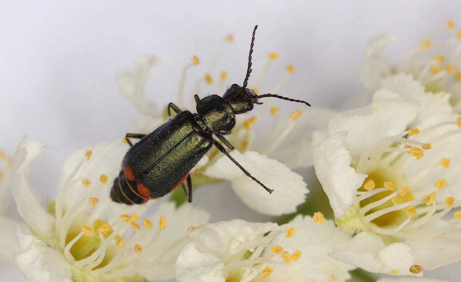 жук, малашка, рябина, Александр Зорин