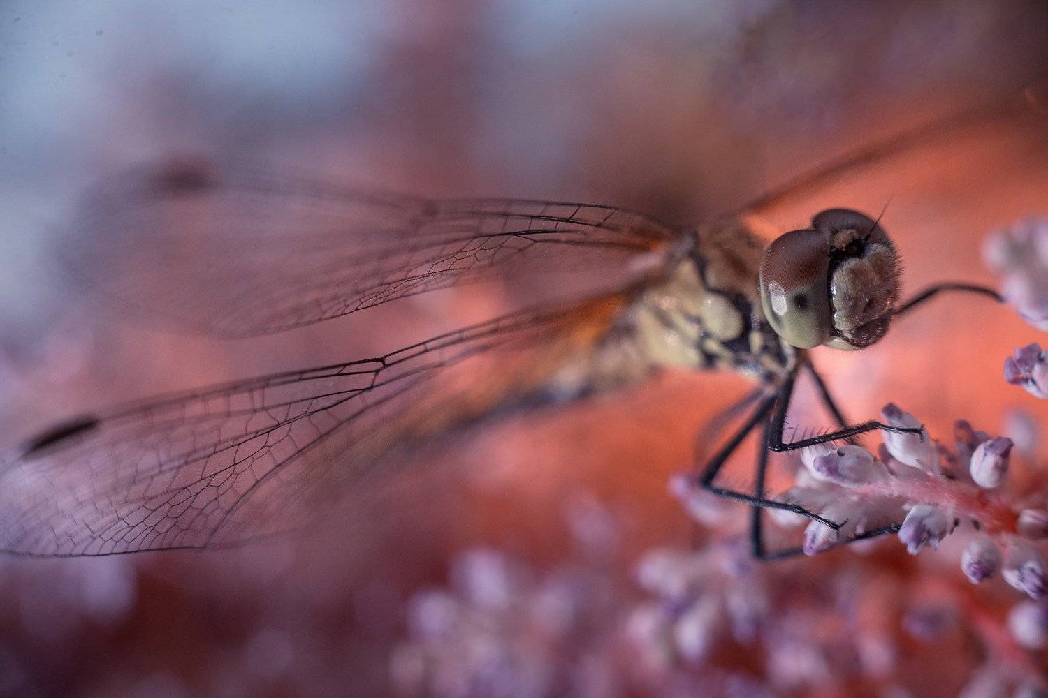 , Тарасова Ольга