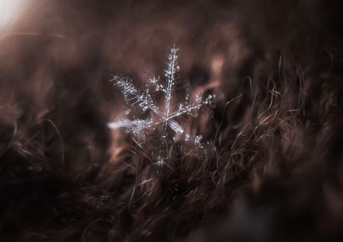 Последний сон зимы.