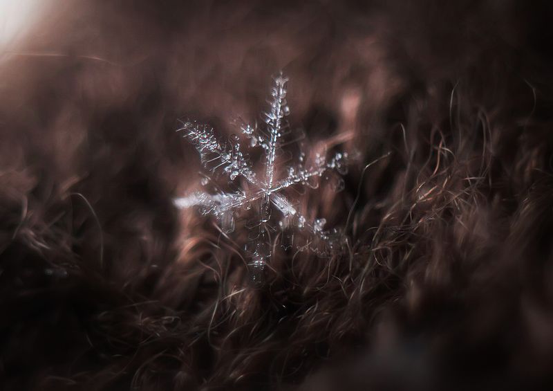 Последний сон зимы. фото превью