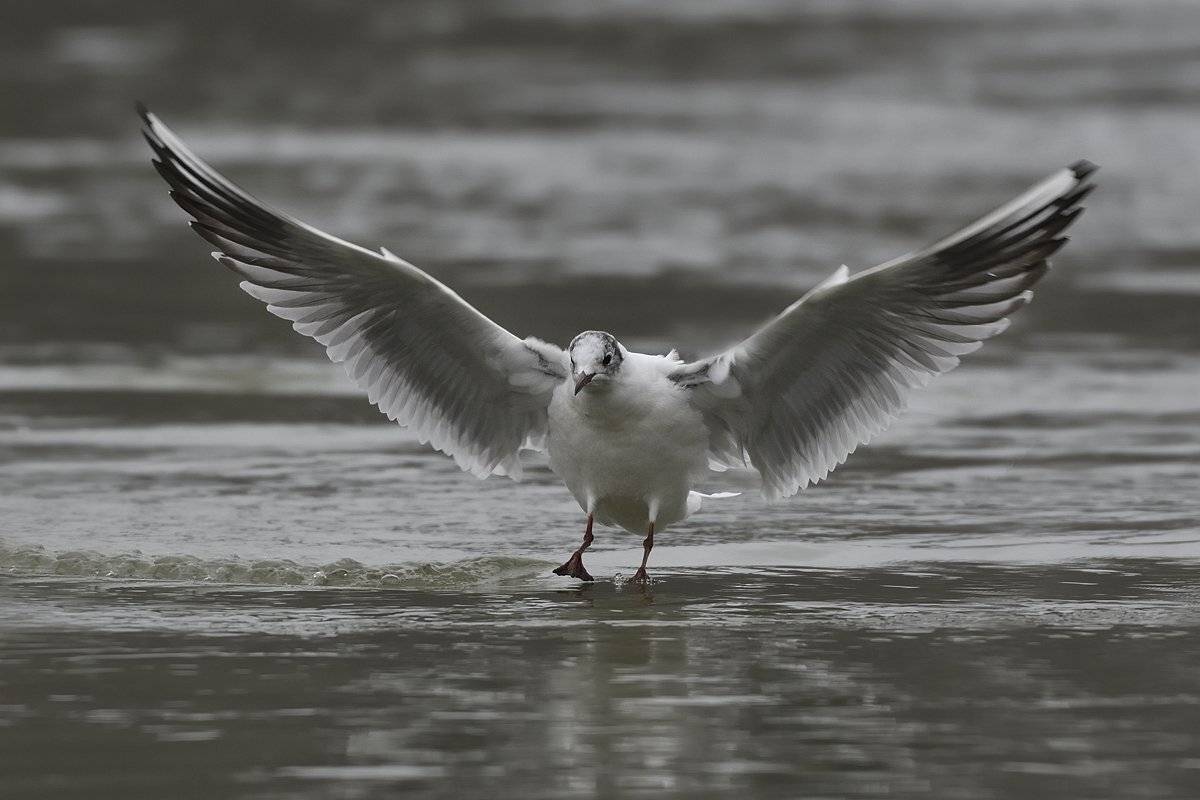 птицы birds slovakia, Jaroslav Mego
