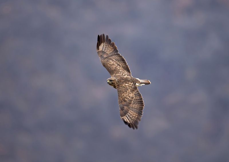 buteo фото превью