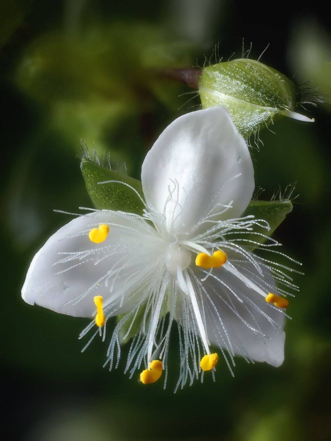 , Николай Андреев