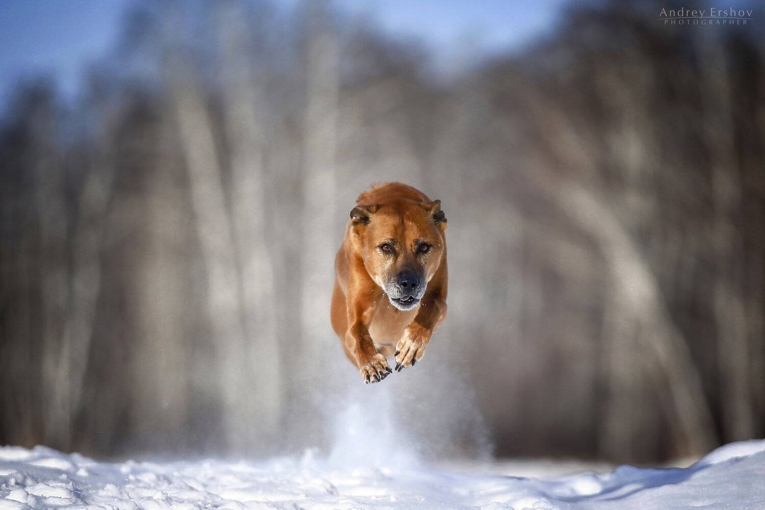 , Андрей Ершов