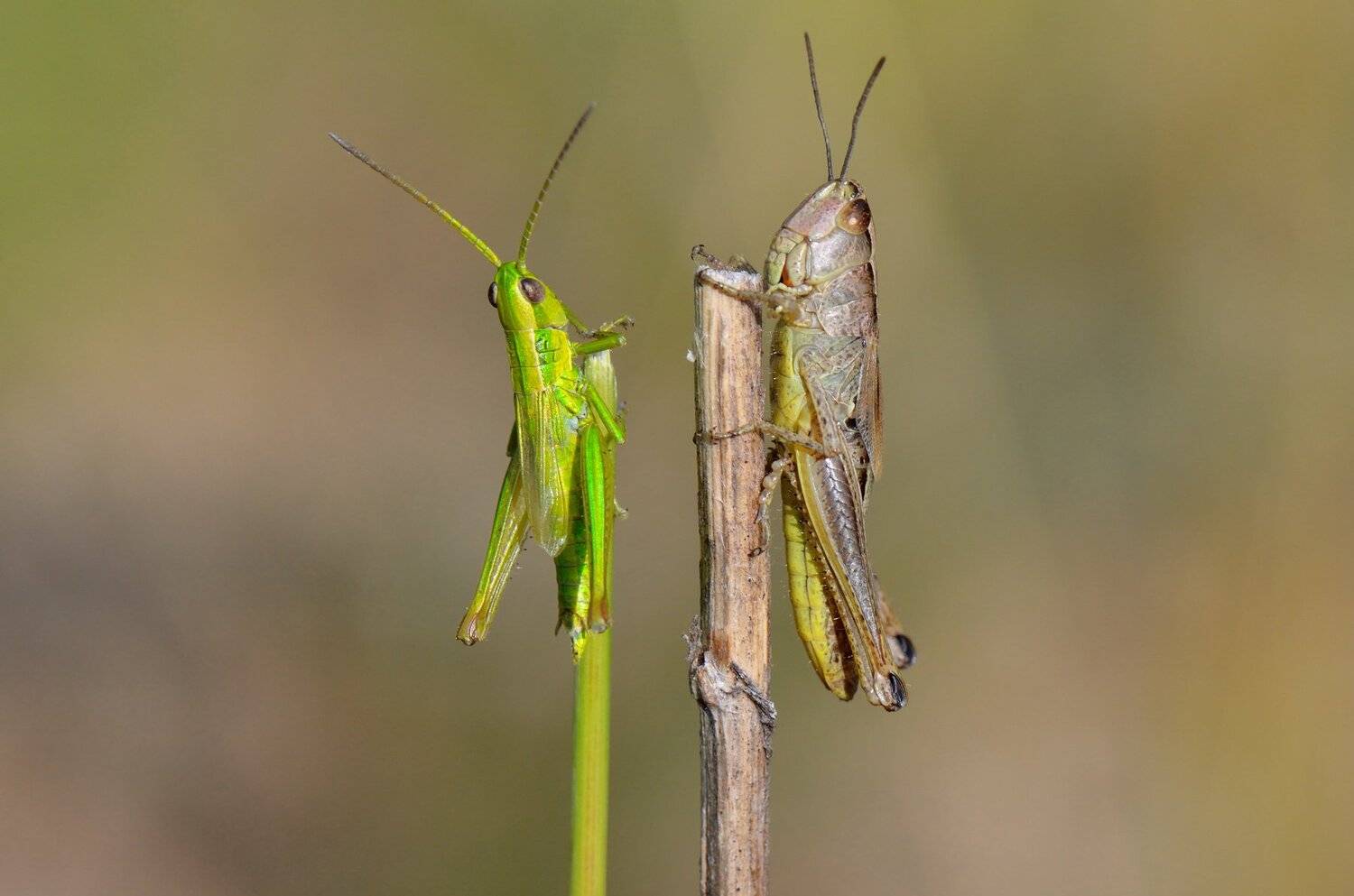 природа , кузнечик , двое , человечки, Людмила Шалина