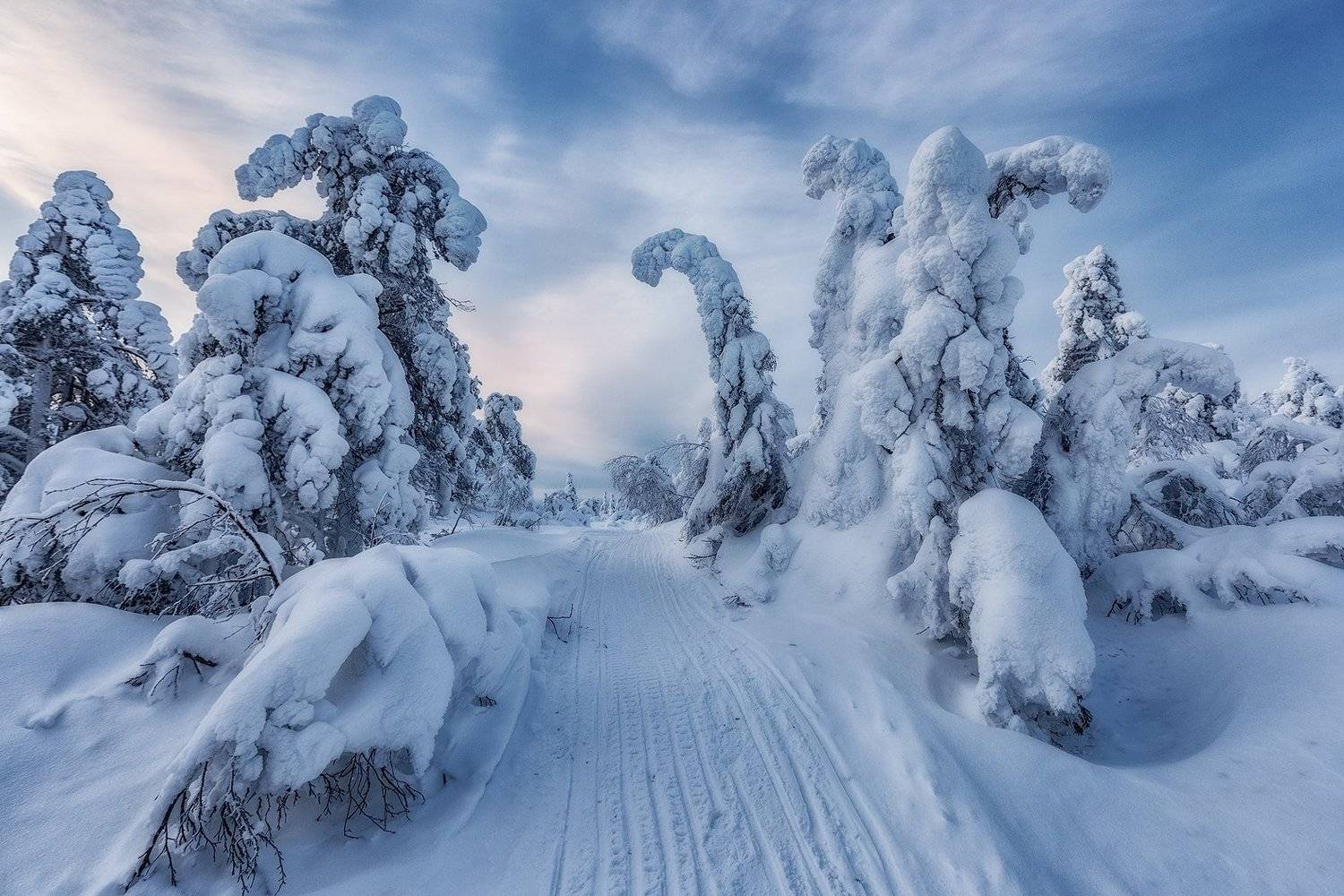 снег, горы, ели, кандалакша., Владимир Липецких