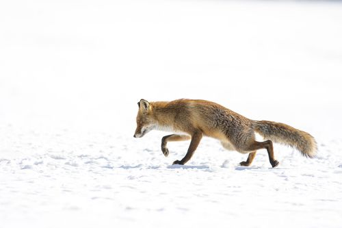 red fox