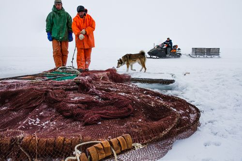 Добыча Наваги