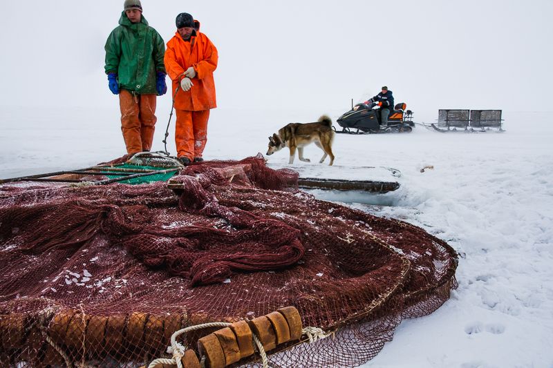 камчатка, вылов наваги, рыбалка, зима, вентерь, оссора Добыча Наваги фото превью