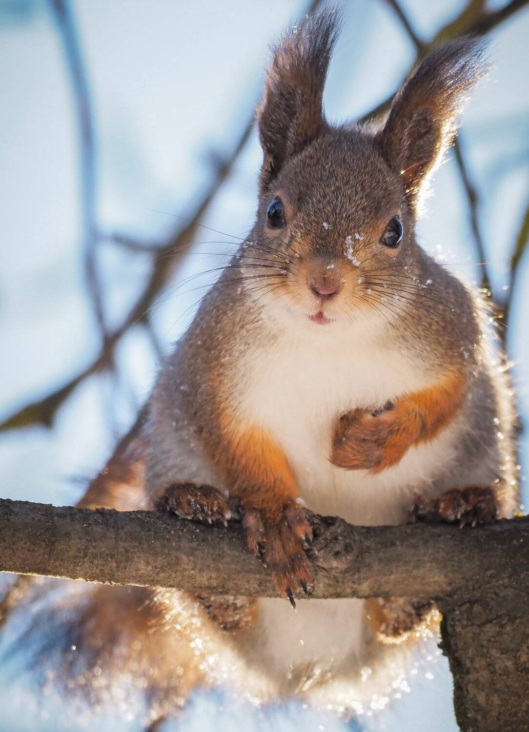 , Курлянцев Алексей