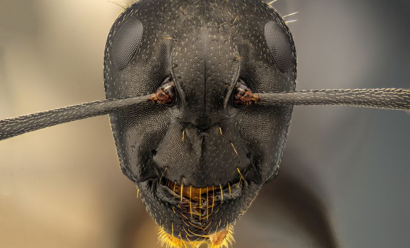 Ant фото превью