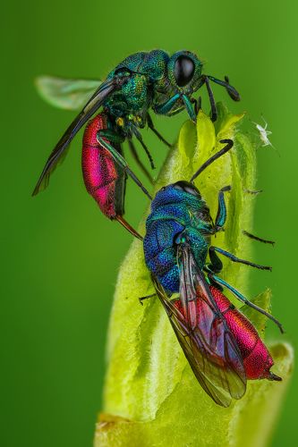 Осы-блестянки