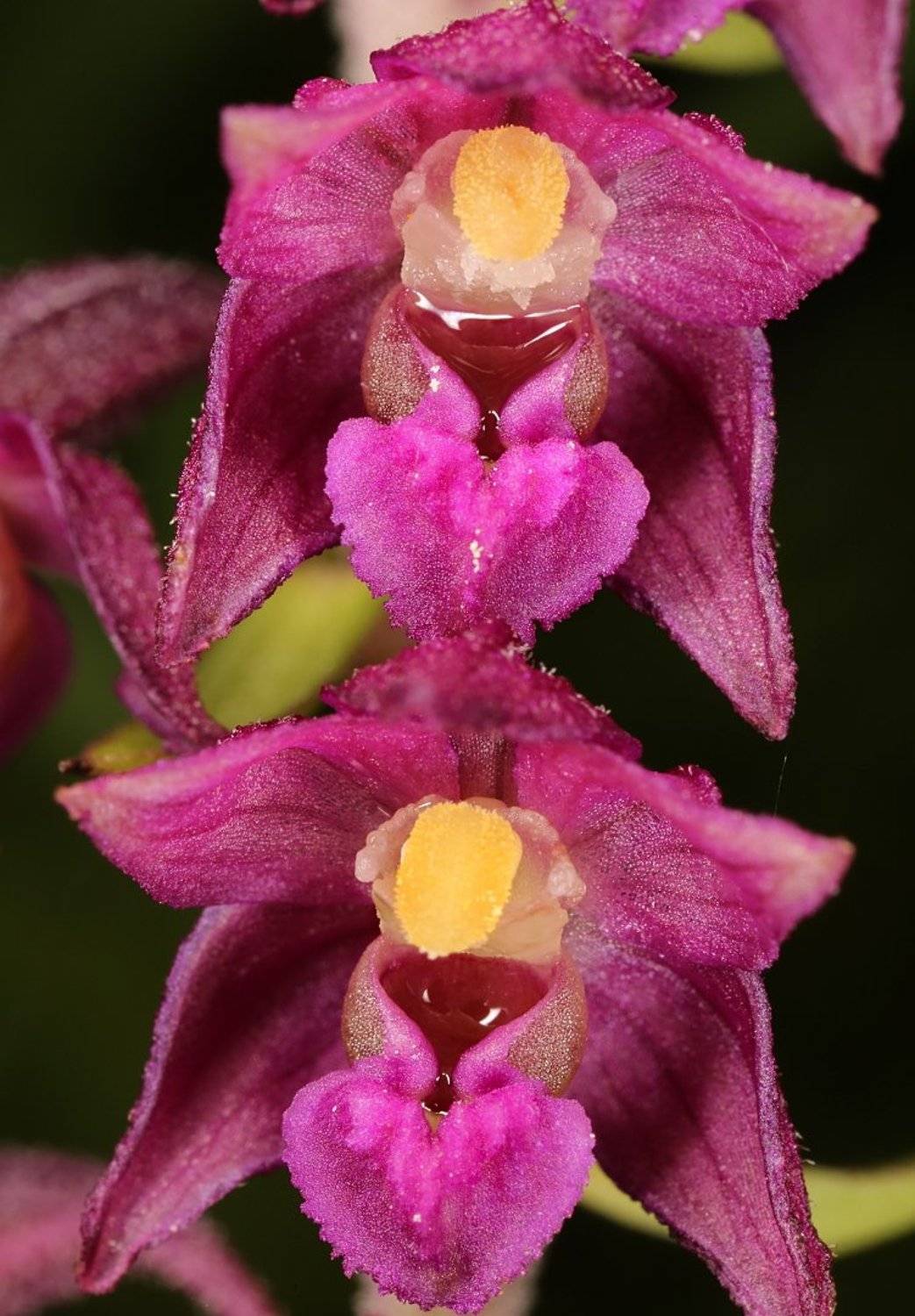 epipactis, atrorubens, дремлик, тёмно-красный, нектар, орхидея, Александр Зорин