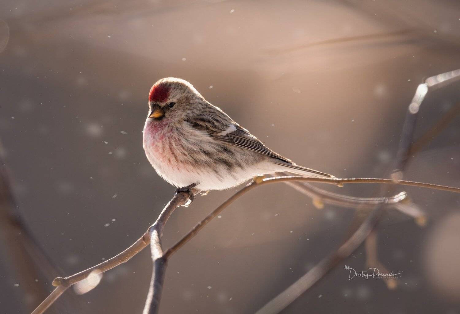 природа, животные, птицы, Дмитрий Посевич