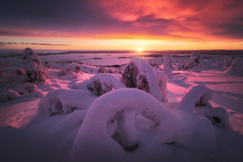 Снежный осьминог